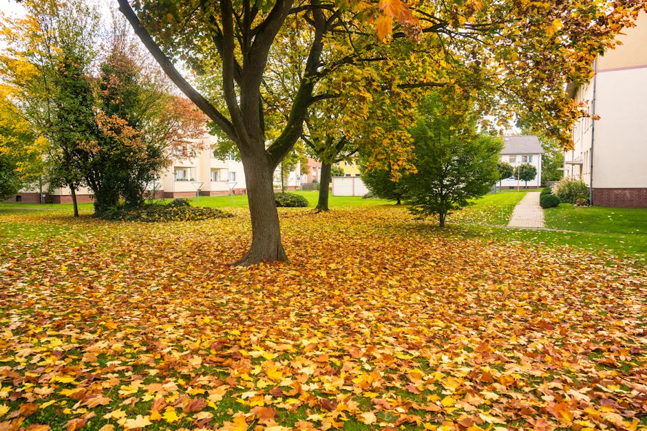 A residential garden scene during autumn featuring a large tree with a sturdy, dark brown trunk and spreading branches covered in yellow and orange leaves. The ground is densely layered with fallen leaves in shades of yellow, orange, and brown, creating a carpet-like effect. In the background, there are several smaller trees and shrubs with similar seasonal foliage, along with neatly maintained patches of green grass and a paved pathway running along the right side of the image. Modern white residential buildings with multiple windows and a brick foundation are visible beyond the garden area, indicating a suburban environment. The scene is illuminated with soft, natural daylight, highlighting the vibrant autumnal colors. This setting exemplifies a typical outdoor space where private or communal rubbish clearance services, such as those offered by Rubbish Clearance Sutton, might be utilized to manage fallen debris and maintain tidy green spaces during seasonal changes.